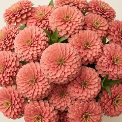 Zinnia Benary’s Giant CORAL Double Cut Flower Garden 4-6″ Huge Blooms 25 Seeds!