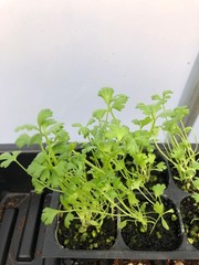 Celery Live Plant – Seedlings/Plugs and Plants – 3″- 12″ tall – 30-60+ days