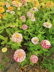 Peppermint Candy Stripe Zinnia | FRESH Seeds | Large Double Blooms | USA Seller