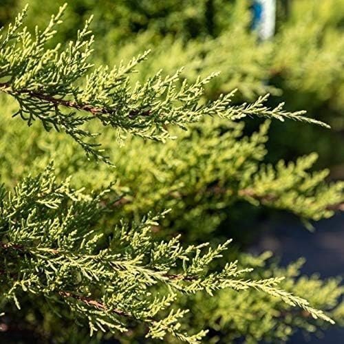 Juniper Nicks Compacta – Live Plants – Juniperus Chinensis – Hardy Evergreen