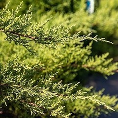 Juniper Nicks Compacta – Live Plants – Juniperus Chinensis – Hardy Evergreen