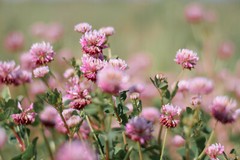 3,500+ MEDICINAL SEEDS: Alsike Pink Clover Herb Flower EASY, BULK, FREE SHIPPING