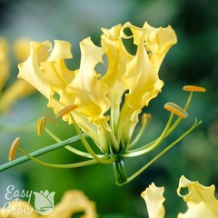 Gloriosa Lutea 3 Plant Tubers – Summer Exotic Yellow Flowers, Fast Growing Vine