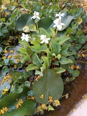 Water Plant/Vine Verba Mansa (Stolons) Very Hardy And Easy To Plant.