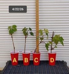 1 (One) Live «COTTON CANDY» GRAPE PLANT ROOTED about 7-18″ tall.