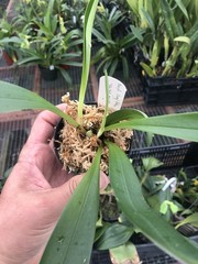 Masdevallia Cheryl Shohan ‚The Babe‘ AM/AOS Easy Grower