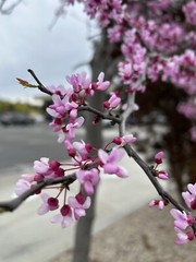 Eastern Redbud/ Cercis Canadensis, 25 seeds 2023 – USA seller