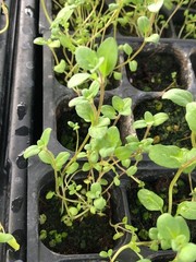 Thyme Live Plant – Seedlings/Plugs and Plants – 3″- 12″ tall – 30-60+ days old