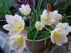 10 Pink / White / Yellow Rain Lily Bulbs – ship bare root