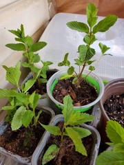 Mojito mint live plant roots
