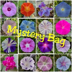 100+ Morning Glory Seeds Mystery Mix | Purple/Blue/Orange/Red/Pink/White/Striped