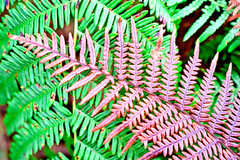 Autumn fern 1000 SPORES (SEEDS) DRYOPTERIS ERYTHROSORA, HARDY FERN