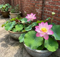 Lotus Flower Seeds 50pcs – Suitable for Home Pond and Aquatic Planting Areas