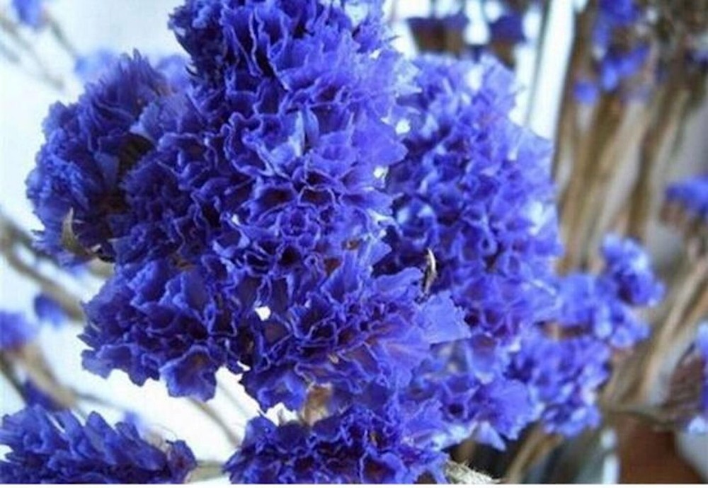 20 SEEDS for Purple violet CRAPE MYRTLE rare flower exotic tree plant USA Seller