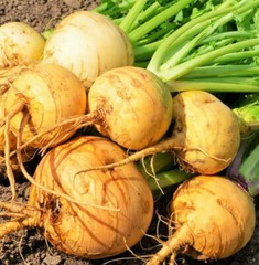 Golden Ball Turnip Seeds | Yellow Gold White Rutabaga Crop Vegetable Seed 2024