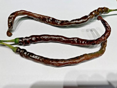 Thunder Cacho Brown Pepper Seeds 2025 Harvest 25+ Seeds Non-GMO Fresh
