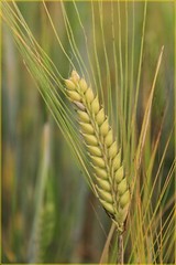 Organic Emmer Farro -Ancient Heirloom Wheat – 50 Seeds Stater Pack