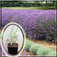 2 Lavender Lavandula X Grosso 2.5″ Pot Live Plant