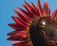 Red Vibrant Sunflower Seeds for Planting- Velvet Queen, Heirloom, Non GMO