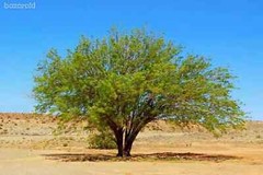 WOW RARE Prosopis Pubescens Strombocarpa Od Screwbean Mesquite edible pods Plant