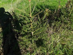 Ten (10) Fast Growing NORWAY SPRUCE 37″-48″ Fresh dug 6 year Trees Wind Privacy