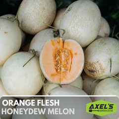 Orange Flesh Honeydew Melon Heirloom Non-GMO Seeds