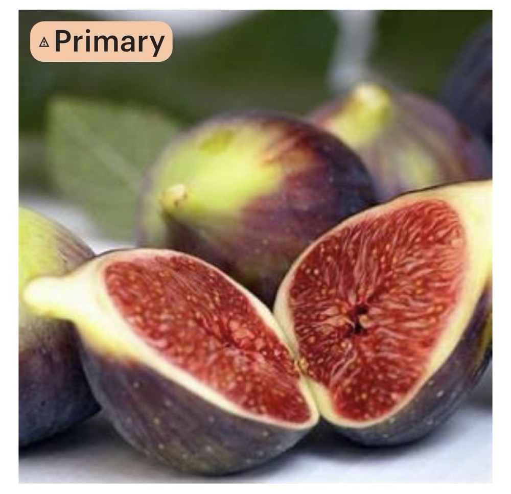 Brown Turkey Fig Tree SMALL ROOTED Starter Plant ~Ficus carica
