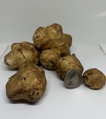 Organic Jerusalem artichoke Tubers 8oz .