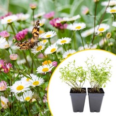 2 Santa Barbara Daisy Plants in 3.5″ Cubes | Flowering Groundcover (Erigeron)