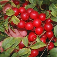 1 Red bush cherry, rooted starter plant. Zones 3-8. JOY JOEL or JAN