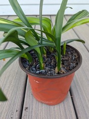 One Clivia Miniata Seedling plant, Hirao Green Cross, Green Flowers Expected
