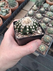Discocactus hortsii BIG plant with cephalium US seller