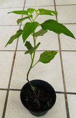 ORGANIC Atropa LIVE PLANT Wicca herb ‚deadly nightshade‘ Devil Cherry 8″-12″H