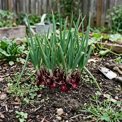 1000 Red Welsh Onion Seeds for Planting – Variety for Home Gardening