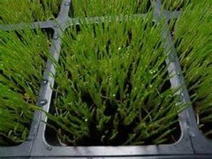 Non-GMO, Hard Red Wheat Grass – Sprouting Sprouts Wheatgrass BROWN