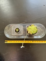 Carnivorous Pinguicula Butterwort – Your Natural Pest Control Hero! Easy to grow