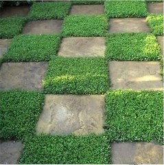 1,000+ Outdoor Green Carpet Seeds for Planting – Rupturewort (Herniaria Glabra)