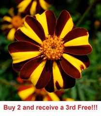 300 French Marigold Court Jester GMO 300 Seeds