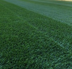Midnight Kentucky Bluegrass 240,000 Seeds – USA SELLER FREE SHIPPING!