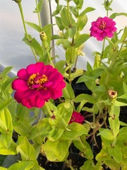 Zinnia live Flower Plants – Seedlings/Plugs- 3″- 5″ tall – 30-50 days old,