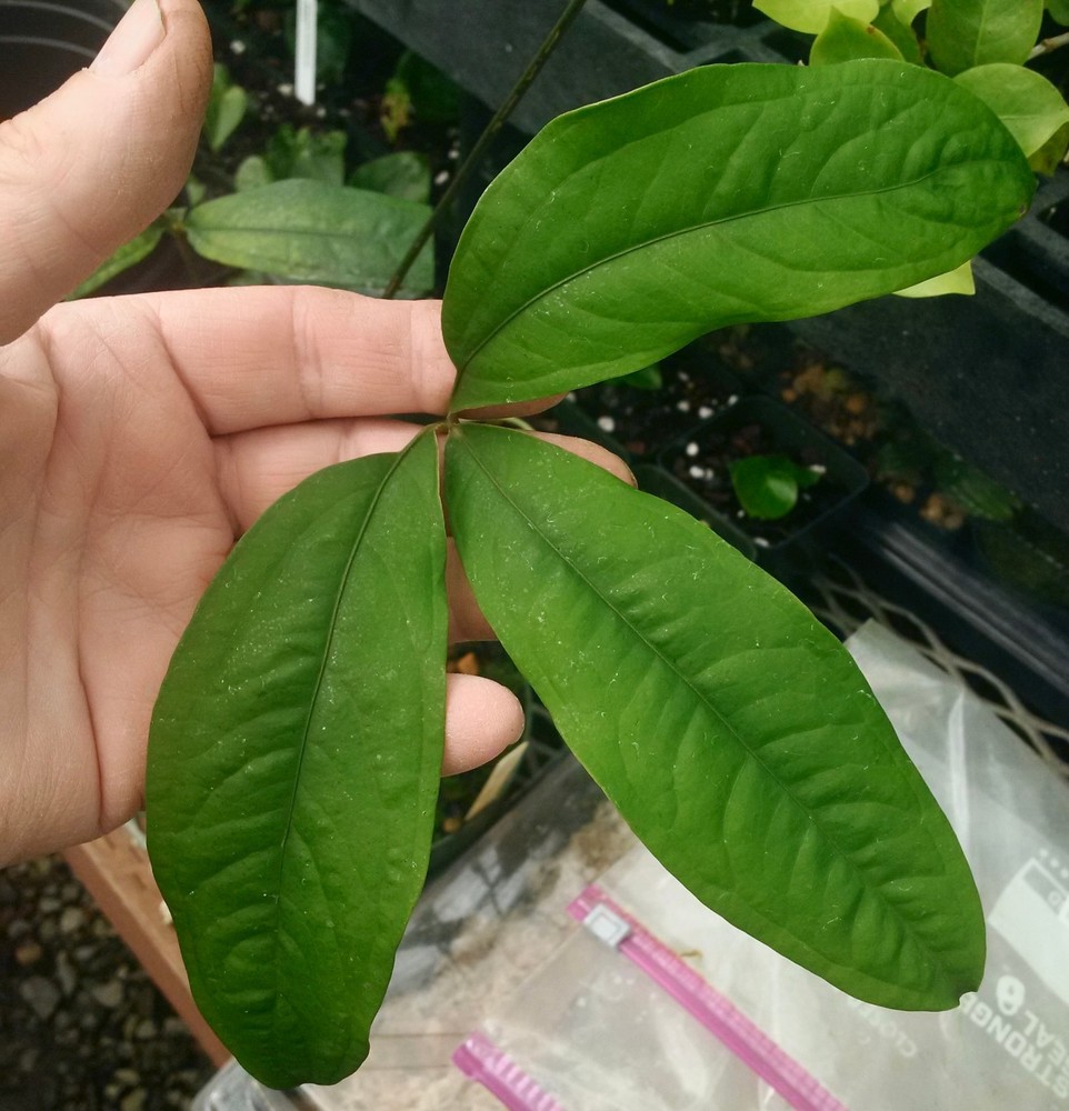 Anthurium thrinax-very rare terrestrial aroid from the Guianas, compact and easy