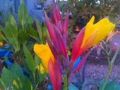 Striped Beauty Yellow water Canna Lily Pond Plant Bog Marginal