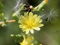 True Wild Lettuce Seeds – Lactuca virosa –