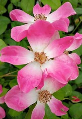 New Face Live Rose Plant Shrub Rose 6″ Container Reblooming Own- Root Vigerous