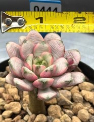 Imported succulent live plant grafted succulent Rare Echeveria Grapes var #444
