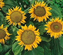 50+ Dwarf Sunspot Sunflower Seeds **Fresh Seeds** ~~Free Shipping~~