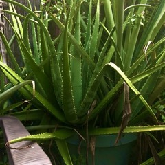 Live Aloe Vera Plant, Green Succulent, Outdoor Full Sun, Clumping, Vegetative