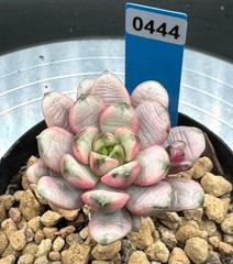 Imported succulent live plant grafted succulent Rare Echeveria Grapes var #444
