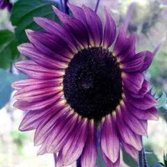 50pcs ‘Violet Glow’ Purple Sunflower Seeds – Rare Variety for Garden Beds