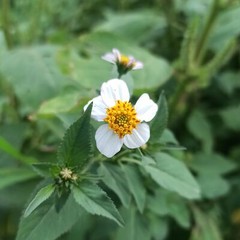 500 BIDENS PILOSA Seeds (Spanish Needle) | NON-GMO | Free shipping | Annual